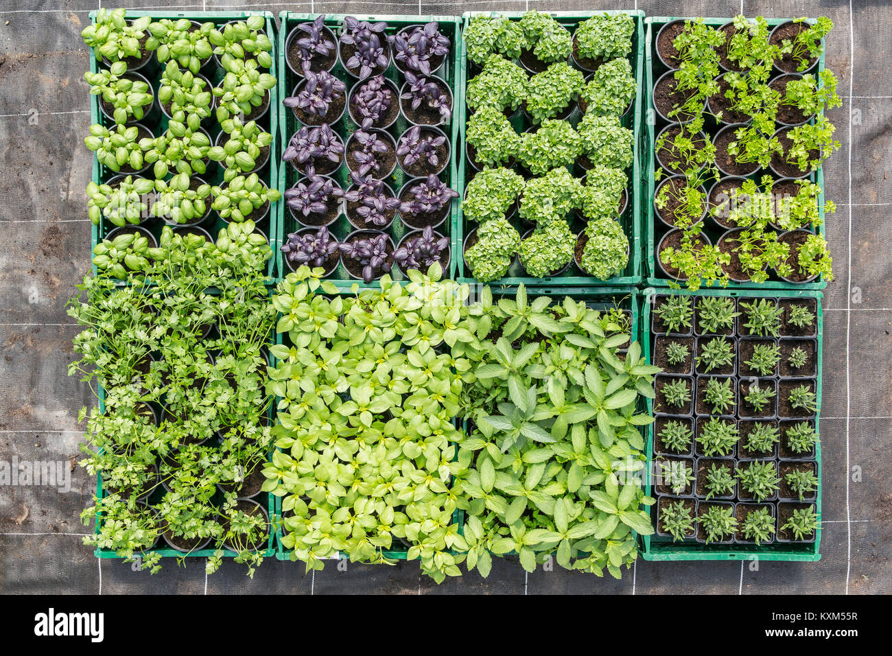 Vista aerea di varietà di piante in vaso nel vassoio Foto Stock