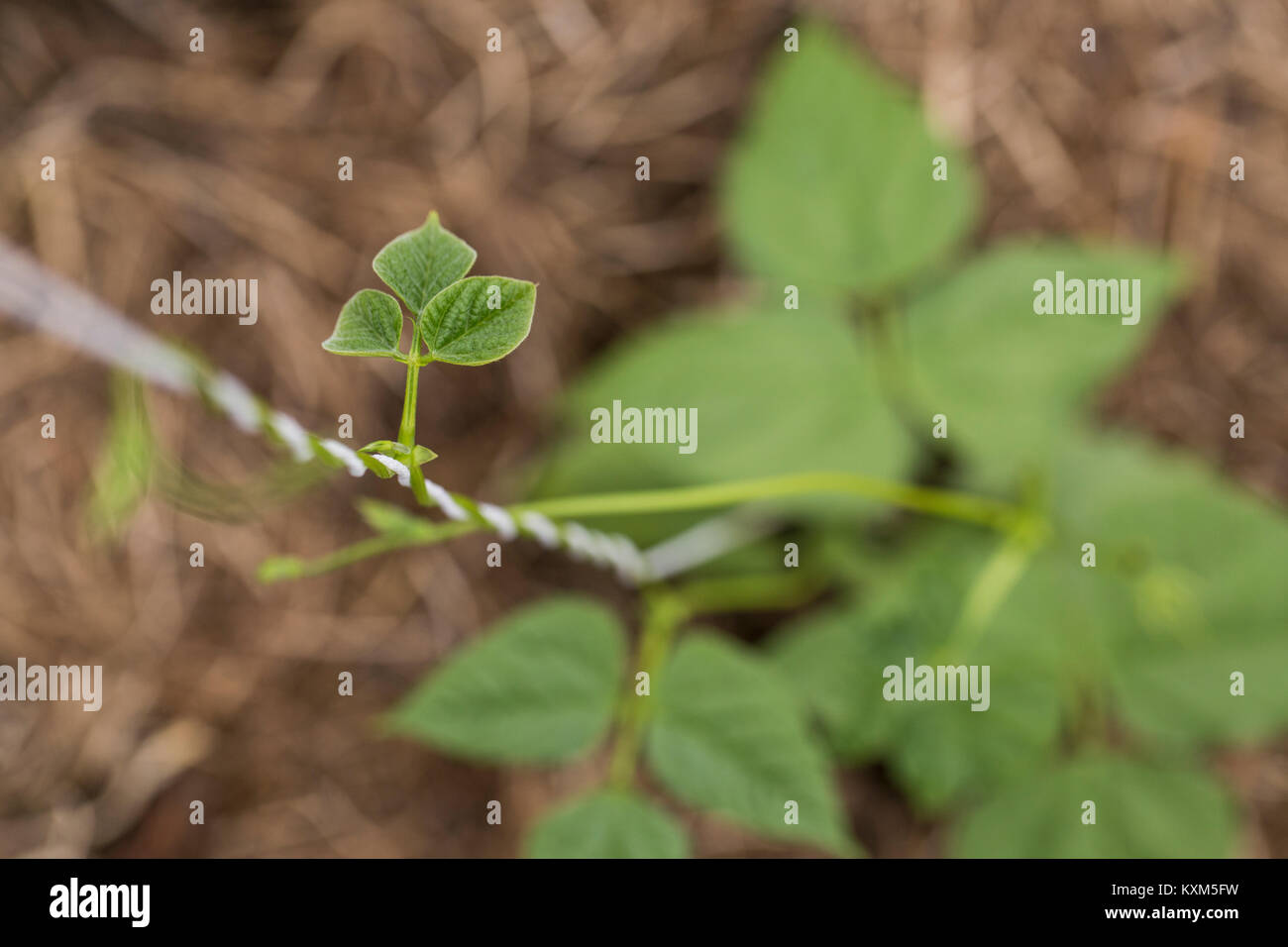Close up della piantina supportato da spago Foto Stock