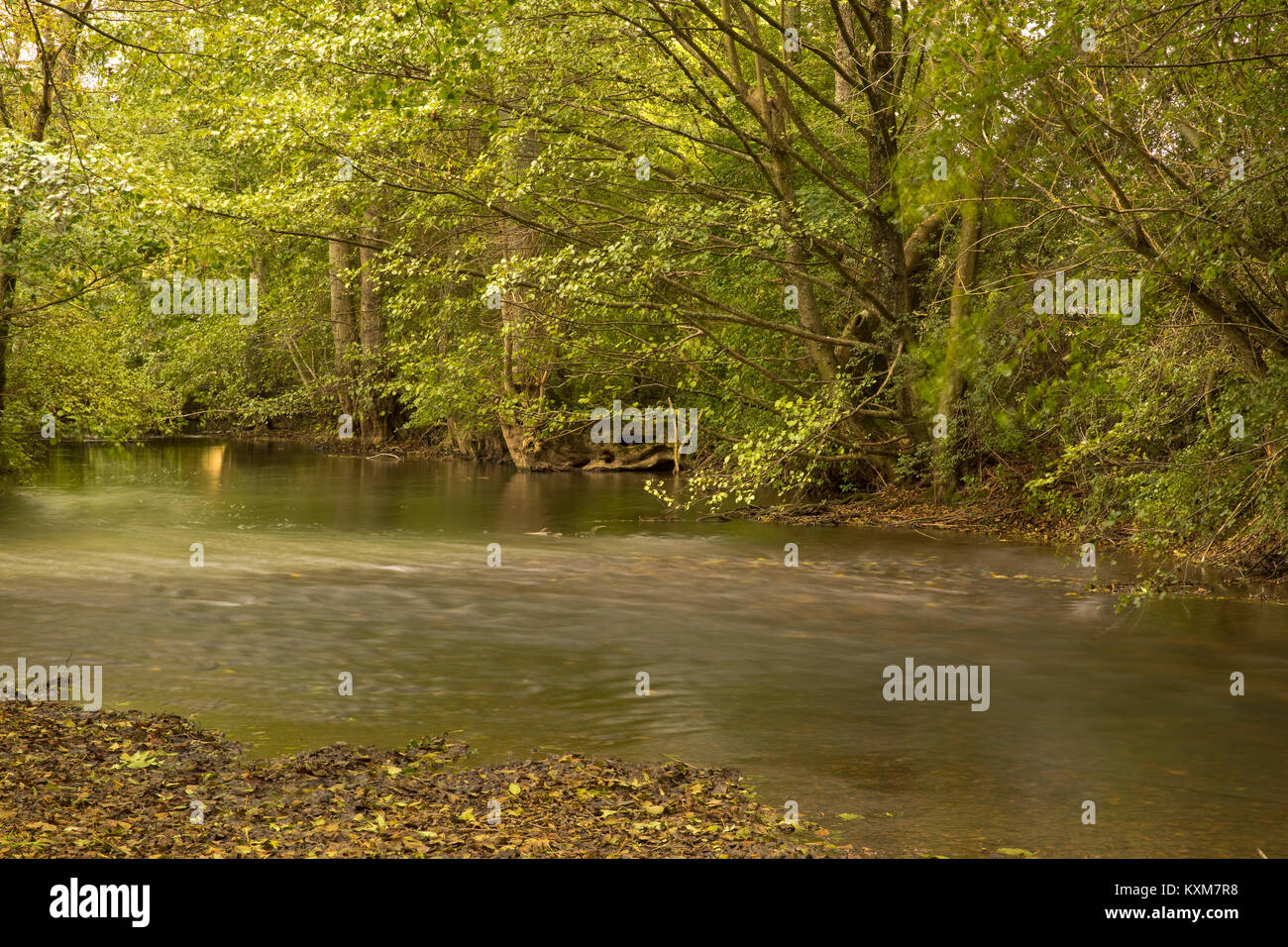 Piccolo fiume che attraversa un bosco, Yonne, Francia in autunno Foto Stock