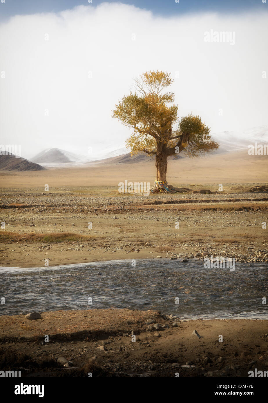 Giallo mongola leafs lonely tree paesaggio montagne innevate neve inverno nuvoloso Mongolia Foto Stock