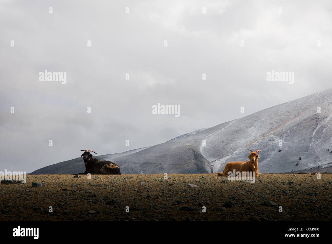 Due capre in appoggio nero e marrone capre giacente inverno Mongolia montagne innevate giorno nuvoloso Foto Stock