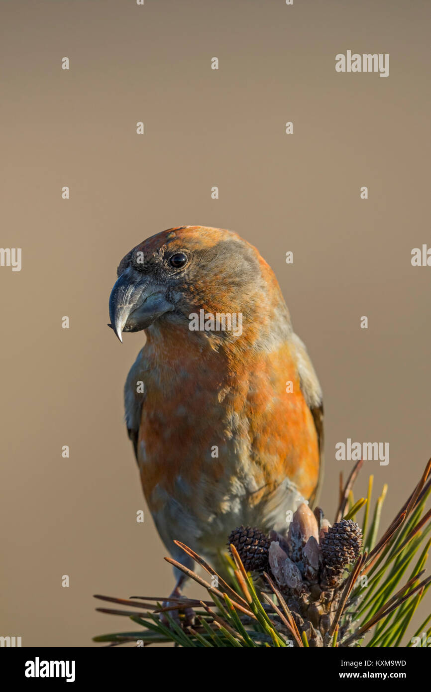 Parrot Crossbil (Loxia pytyopsittacus) maschio appollaiato in pino, Foto Stock