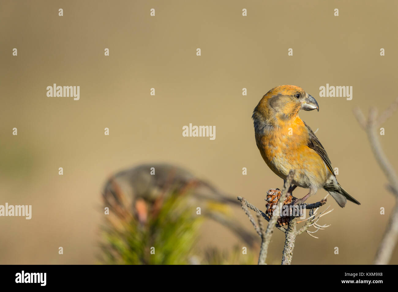 Parrot Crossbill capretti Foto Stock