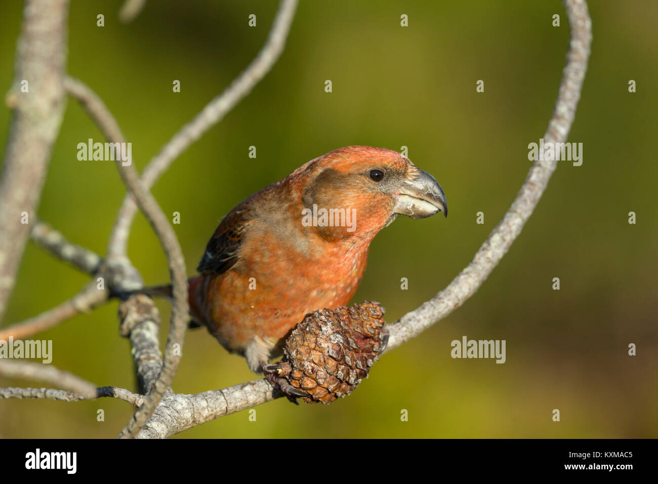 Parrot Crossbill (Loxia pytyopsittacus) maschio adulto di mangiare il seme da Pino Foto Stock