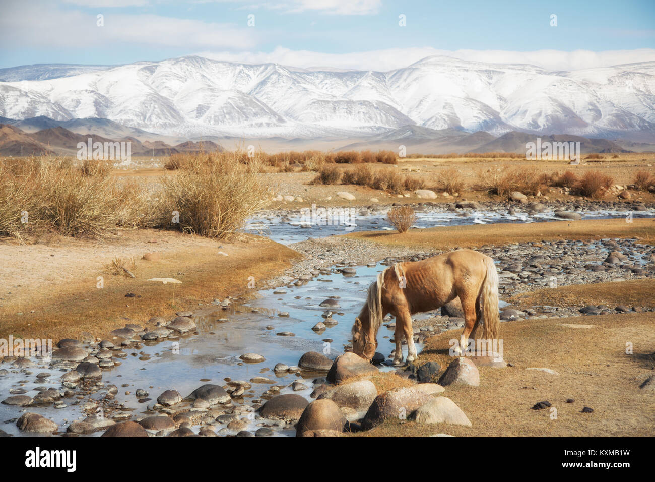 Il mongolo bionda cavallo di bere dal fiume Mongolia steppe praterie verdeggianti montagne innevate inverno Foto Stock