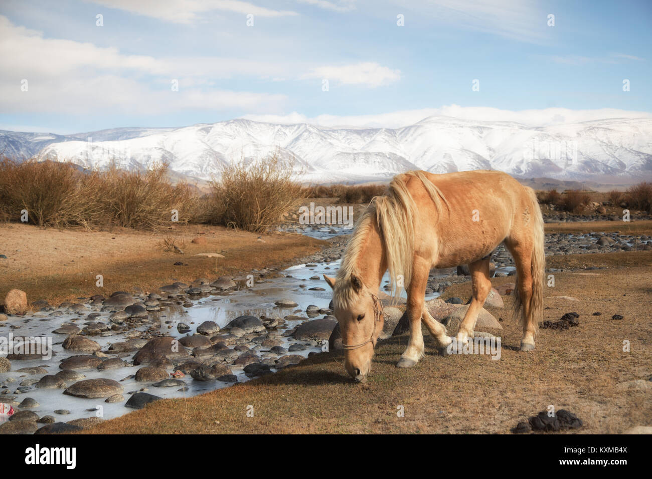 Il mongolo bionda cavallo Mongolia steppe praterie verdeggianti montagne innevate inverno Foto Stock