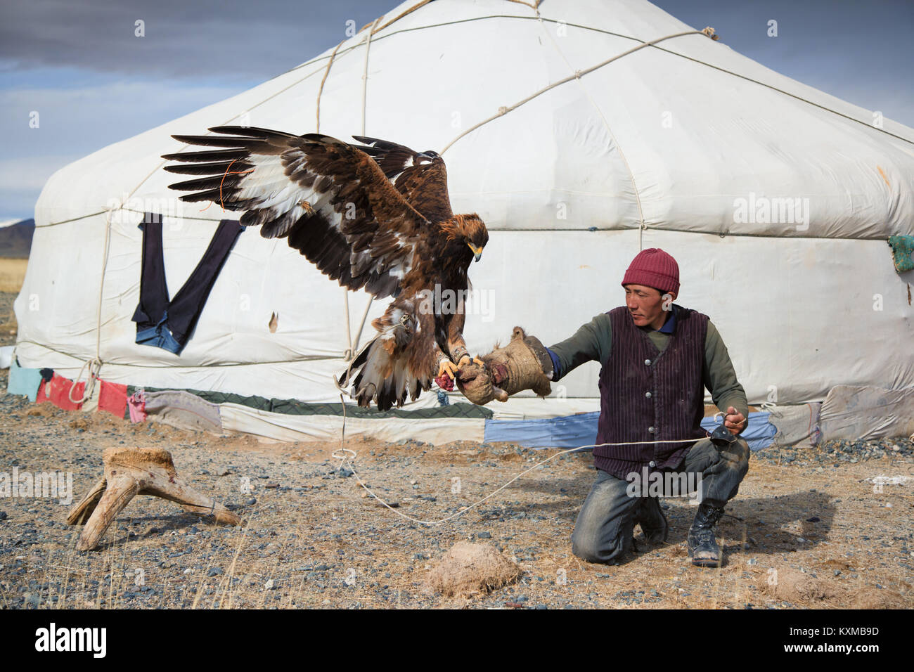 Mongolo kazako golden eagle hunter la formazione pratica in Mongolia tradizionale stile fox hunter Foto Stock
