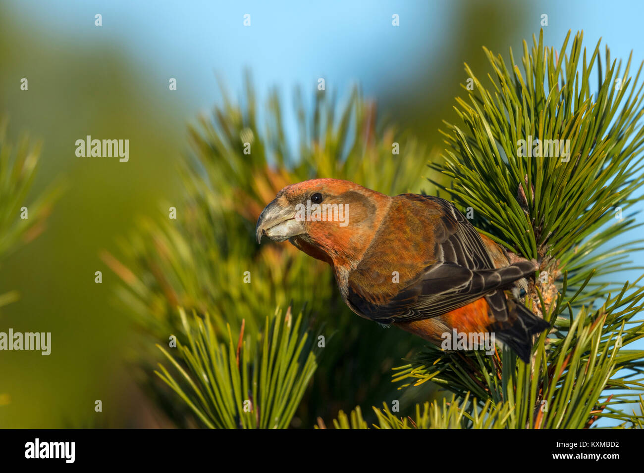 Parrot Crossbil (Loxia pytyopsittacus) maschio adulto appollaiato in pino, Foto Stock