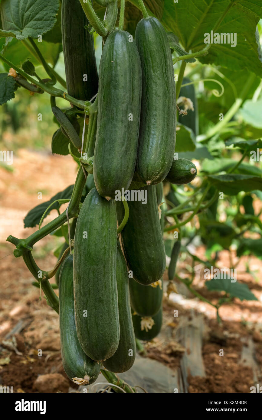 Il cetriolo corto Crescendo in un tunnel di plastica in condizioni naturali Foto Stock