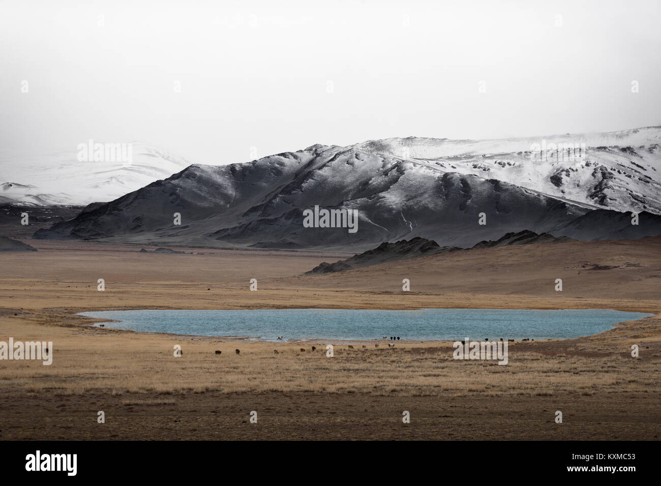 Mongolia inverno lago di montagna innevata nuvoloso bovini mucche al pascolo nelle praterie steppe mongole foggy Foto Stock