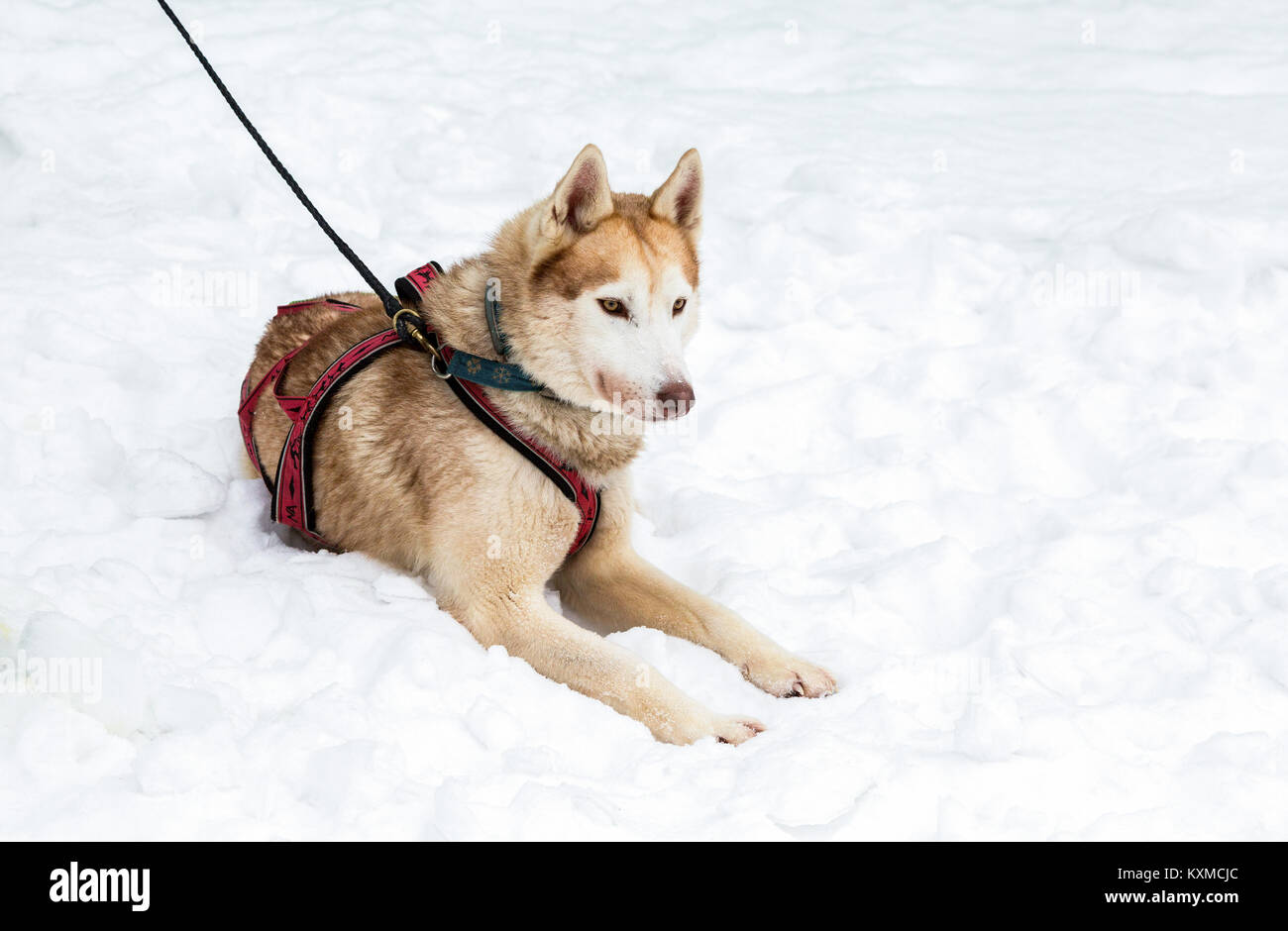 Samara, Russia - 6 Gennaio 2018: Cane di Siberian Husky si siede sulla neve dopo lo Sled Dog Race in winter park Foto Stock