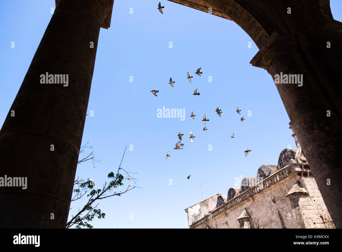 Rock di piccione o columbidi flying overhead da sotto il grand architettura a l'Avana, Cuba. Foto Stock