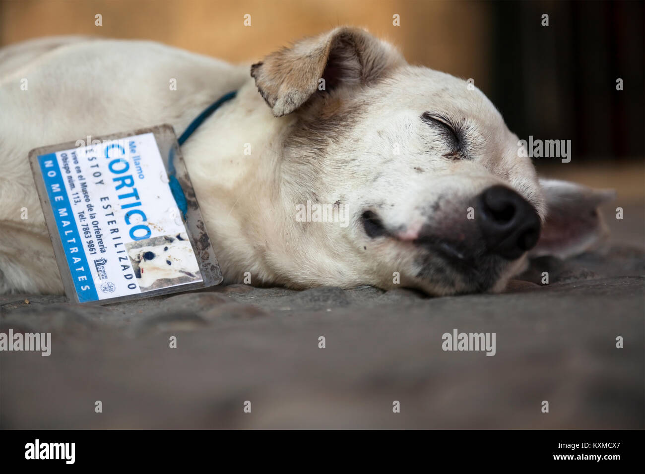 Un cane randagio con un tag indicando il suo nome e che egli è stato privato delle ovaie o castrato a l'Avana, Cuba. Foto Stock