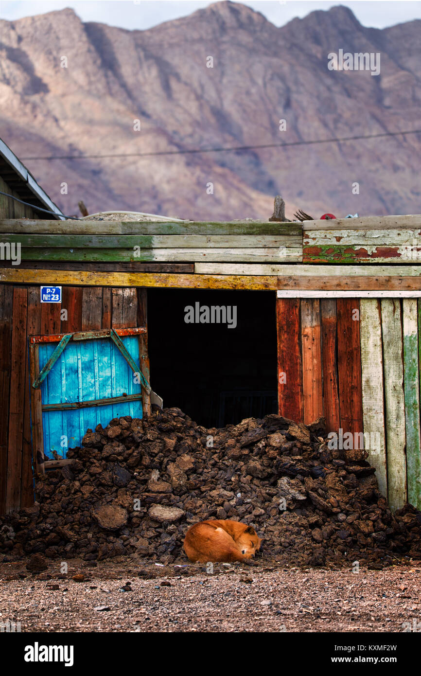 Brown cane dorme sul mucchio di letame Mongolia cabin capanna di legno Foto Stock