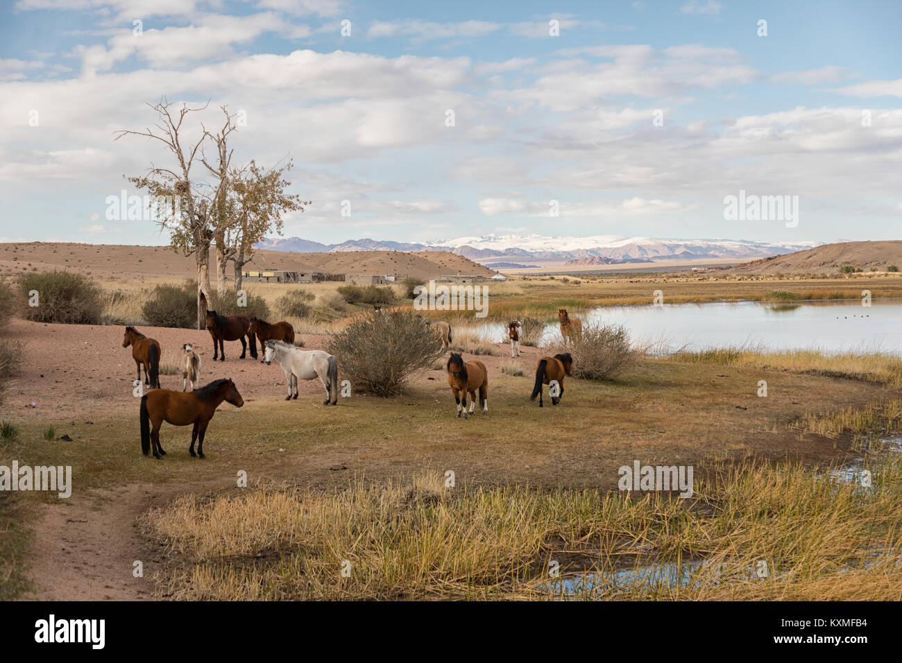 Cavalli a riposo della Mongolia Mongolia banca di fiume Foto Stock