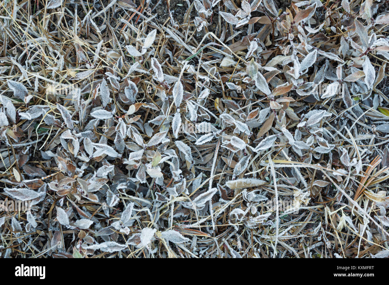 Coperto di brina prato alpino con il pupazzo di neve di erba e altre foglie Foto Stock