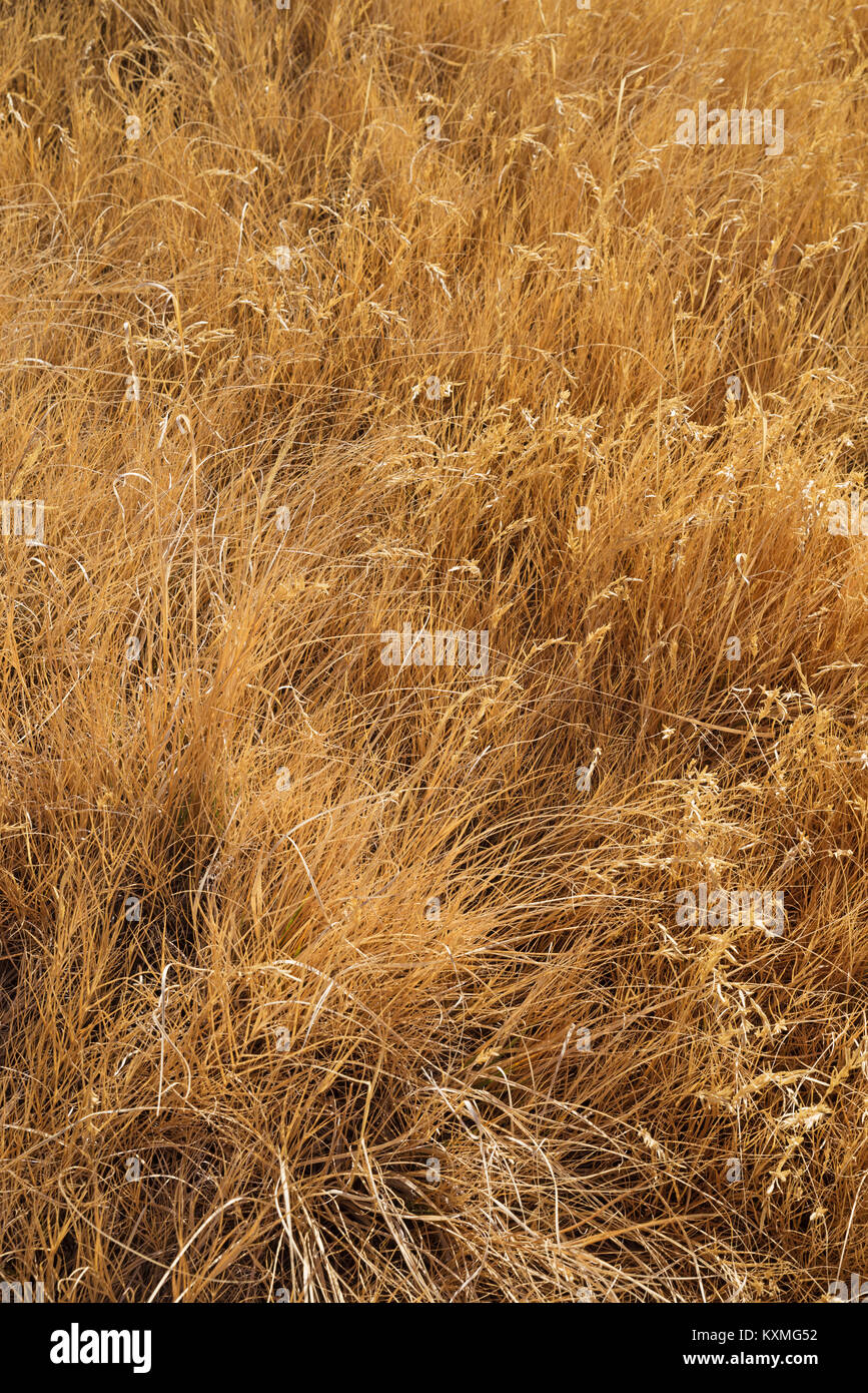 Asciugata tan erba alta texture di sfondo Foto Stock