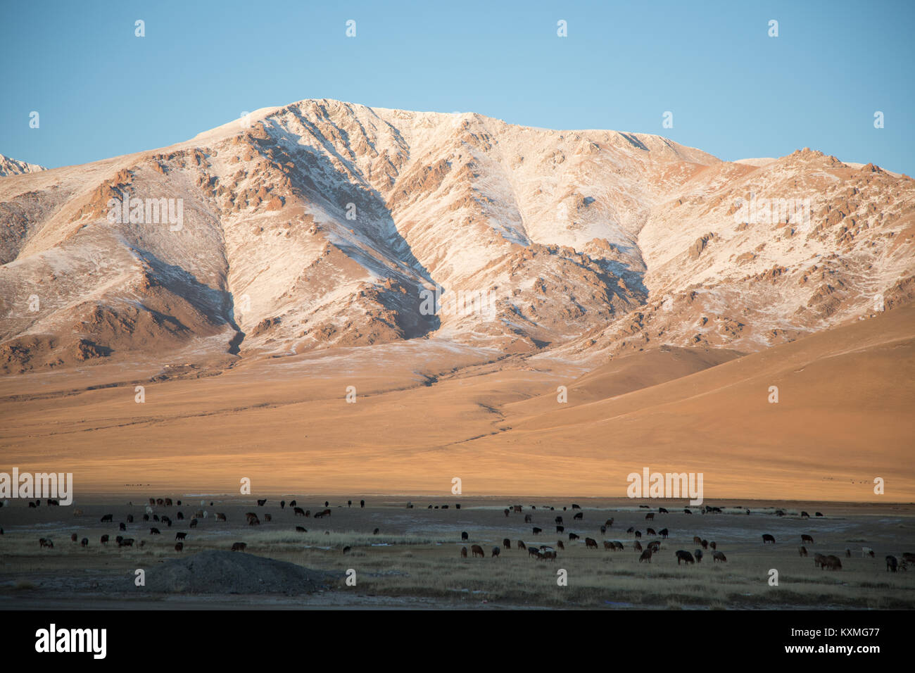 Armento di capra imbrancandosi tramonto inverno Mongolia steppe praterie verdeggianti montagne innevate paesaggio Foto Stock