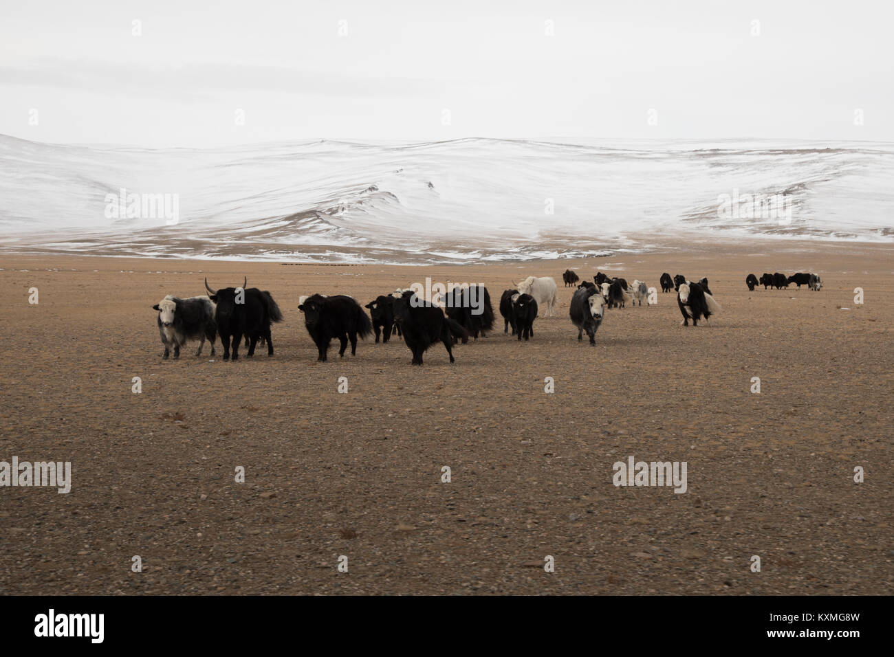 Il mongolo in bianco e nero yak Mongolia steppe inverno praterie pianure montagne innevate Foto Stock