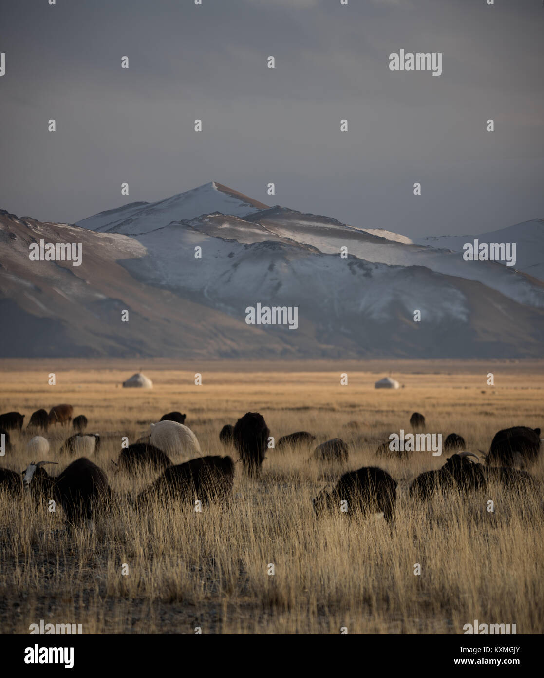 Armento di capra imbrancandosi tramonto inverno Mongolia steppe praterie verdeggianti montagne innevate paesaggio Foto Stock