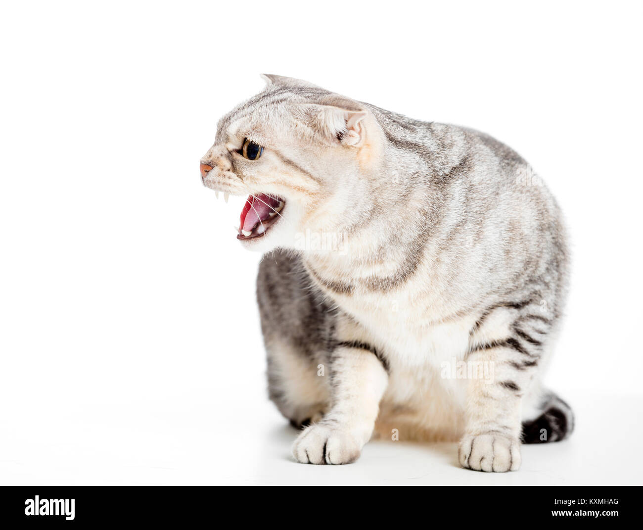 Angry cat isolati su sfondo bianco Foto Stock