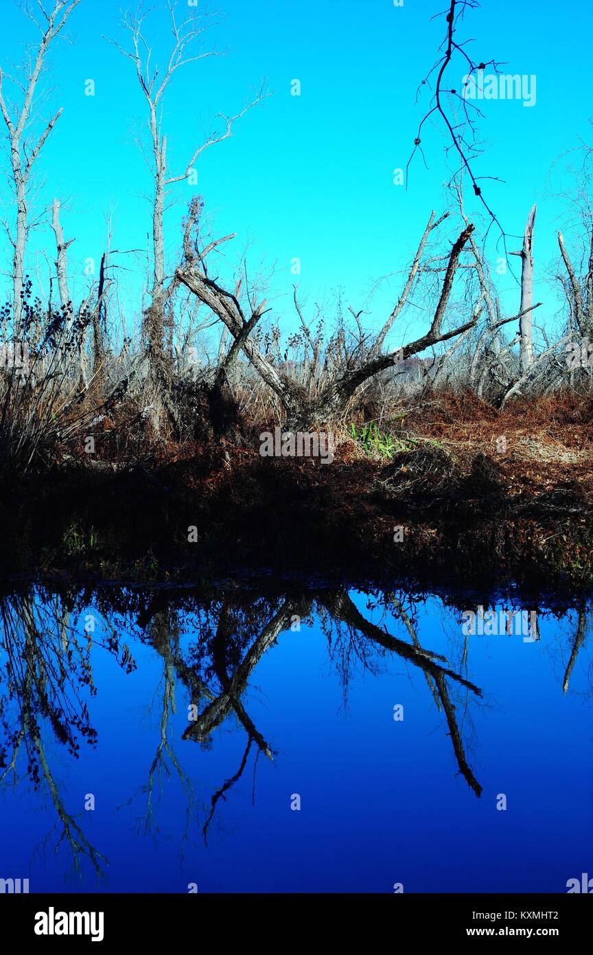 Vitigni di piante e radici chromatic Foto Stock