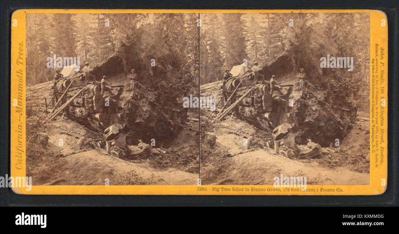 Un grande albero a Fresno Grove, Fresno County, California, misurava 78 piedi di circonferenza, abbattuto da John P. Soule (1827-1904). Foto Stock