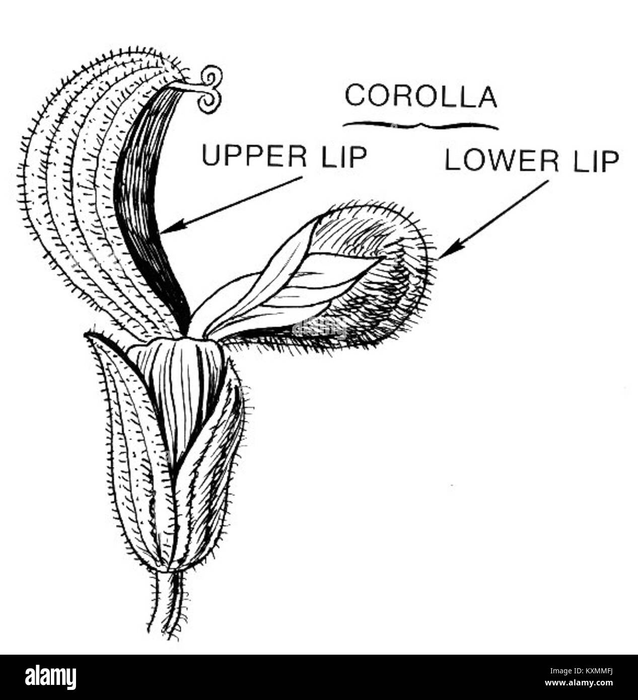 Fotografia microscopica che mostra strutture floreali bilabiate di una specie vegetale, evidenziando la morfologia dei fiori e la simmetria bilaterale. Foto Stock