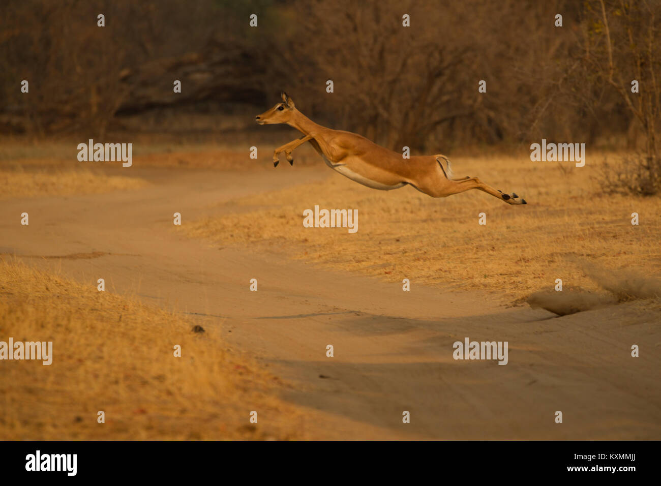 Impala (Aepyceros melampus) salta mezza aria su sterrato,Chirundu,Zimbabwe,Africa Foto Stock
