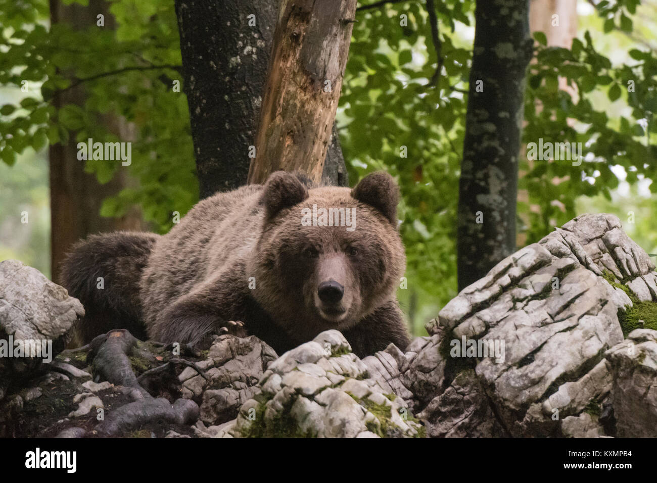 Unione l'orso bruno (Ursus arctos) nella foresta di Notranjska,Slovenia Foto Stock