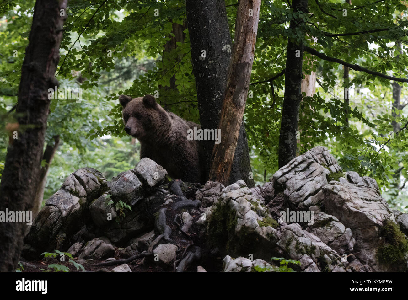 Unione l'orso bruno (Ursus arctos) guardando giù dalle rocce nella foresta di Notranjska,Slovenia Foto Stock