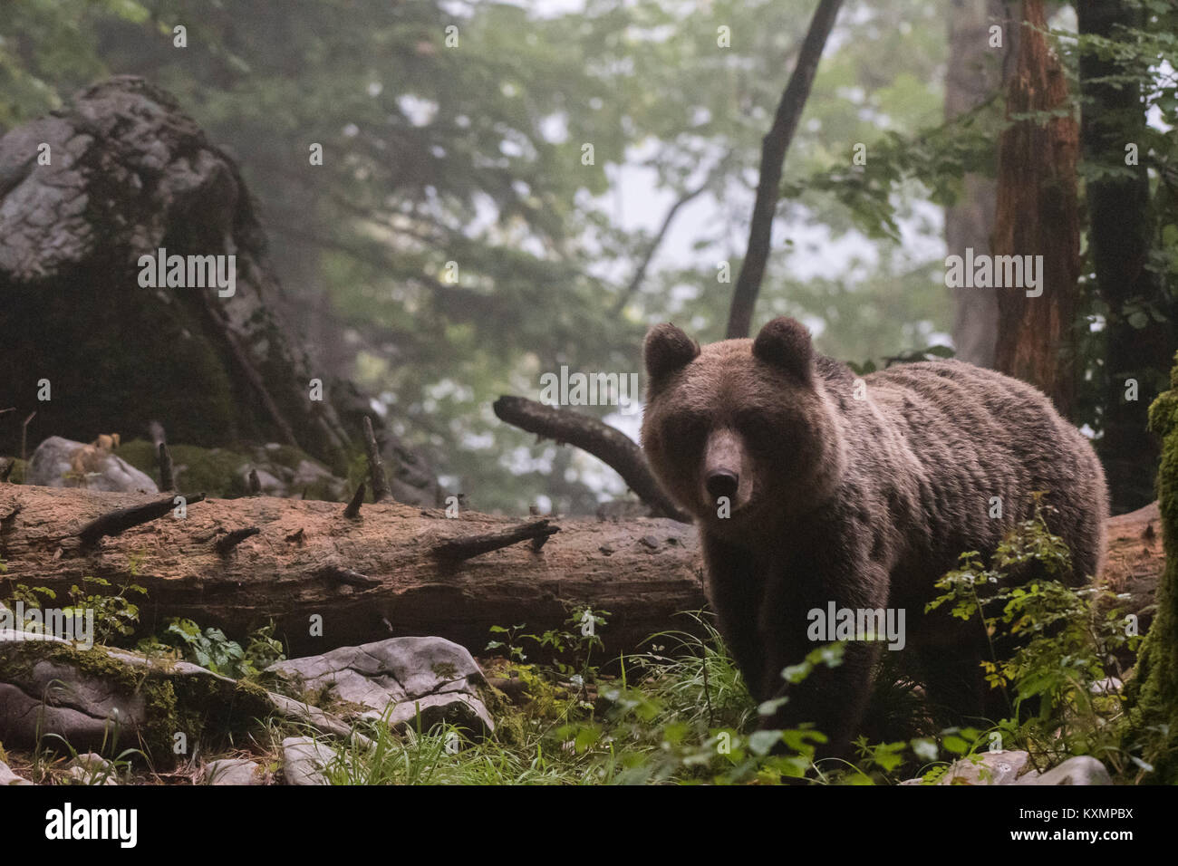 Unione l'orso bruno (Ursus arctos) nella foresta di Notranjska,Slovenia Foto Stock