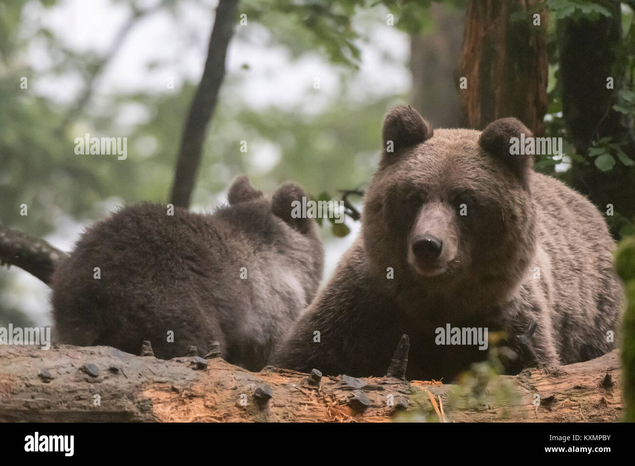 Due comunità l'orso bruno (Ursus arctos) nella foresta di Notranjska,Slovenia Foto Stock