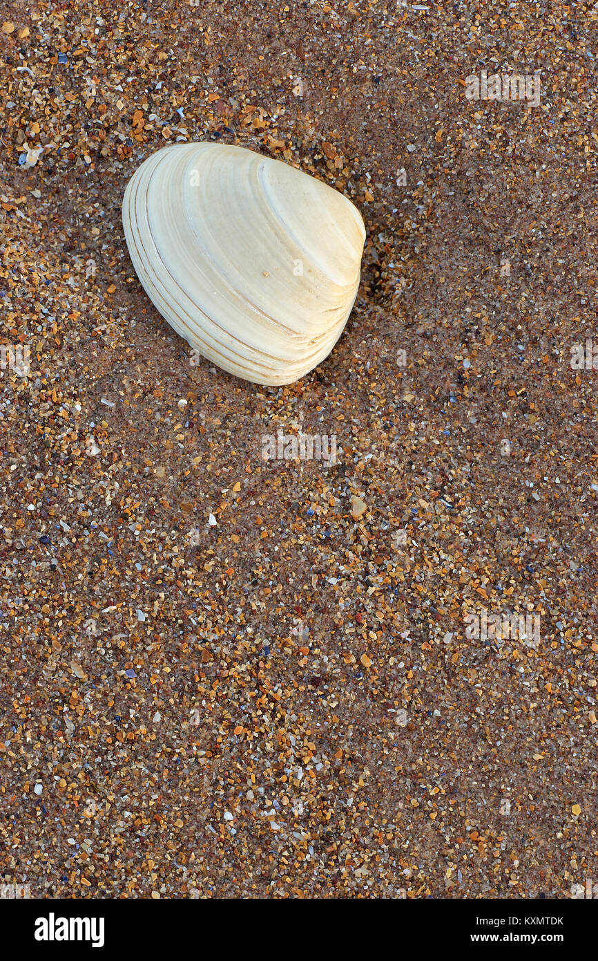 Conchiglia sulla sabbia. Conchiglia sulla sabbia. Seacliff Beach, North Berwick, East Lothian, Scozia Foto Stock