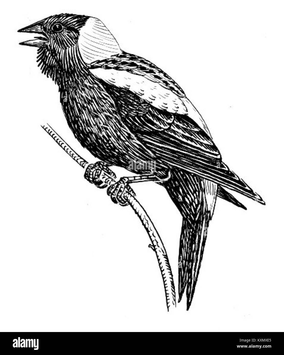 Fotografia di un Bobolink, un uccello migratorio nordamericano, che mostra il suo piumaggio nero, giallo e bianco, appollaiato nell'habitat naturale durante la stagione riproduttiva. Foto Stock