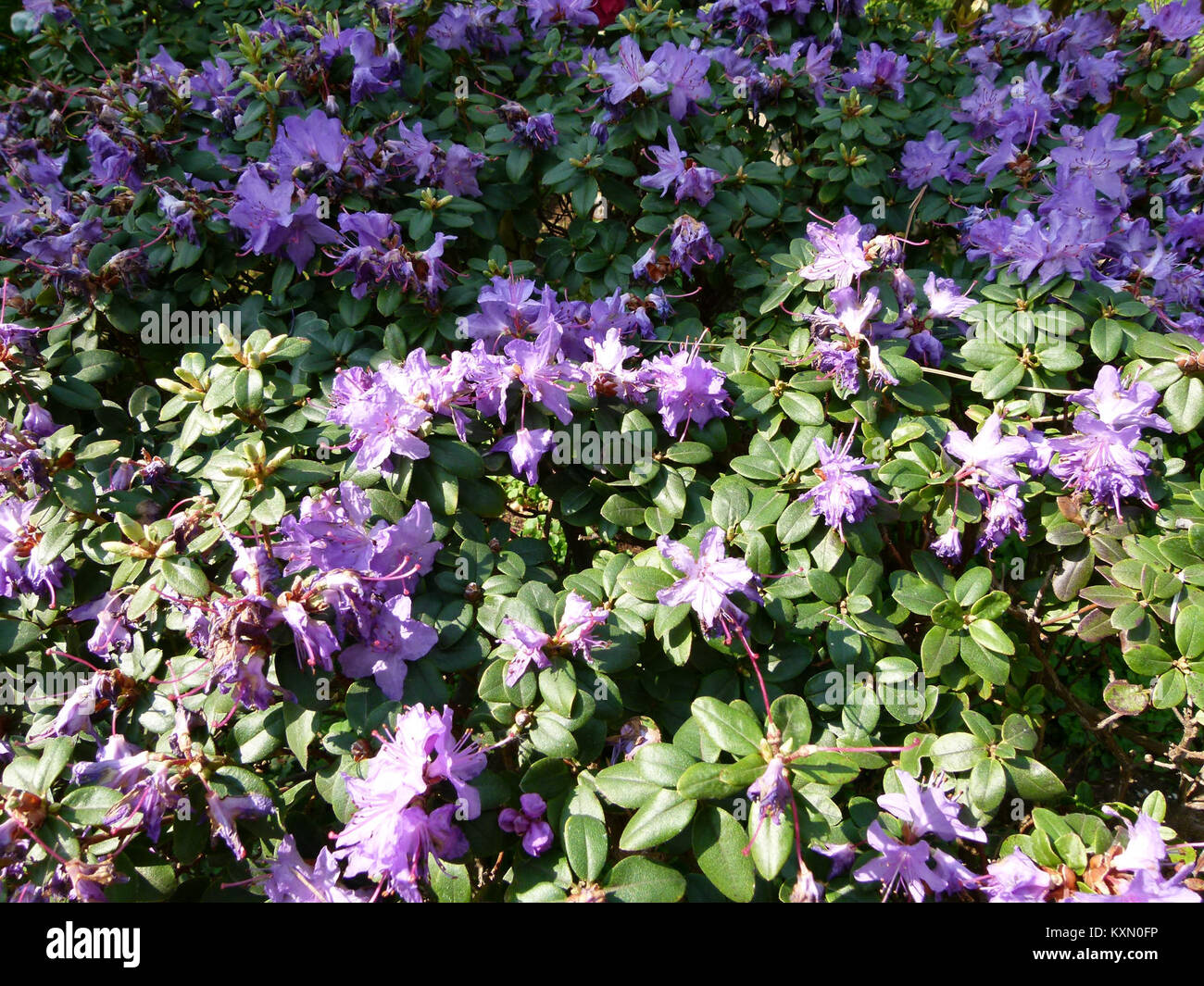 Azalee nell'Albert Kahn Garden, Francia, che mostrano piante ornamentali in fiore e un design paesaggistico del giardino. Foto Stock