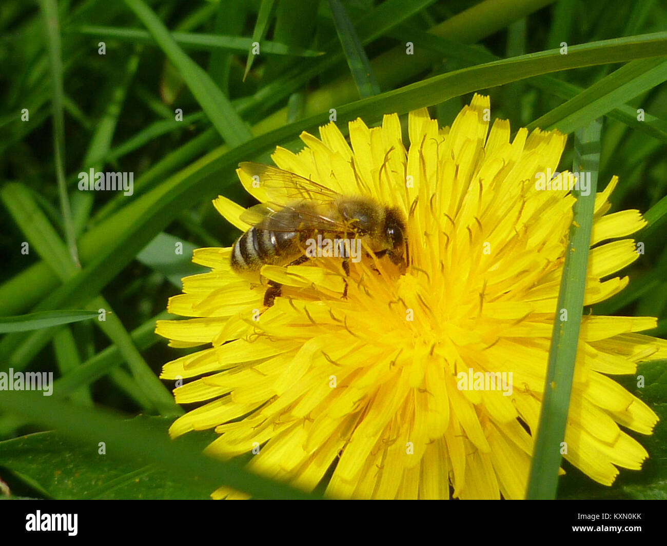 Biene beim Pollensammeln auf Löwenzahn Foto Stock