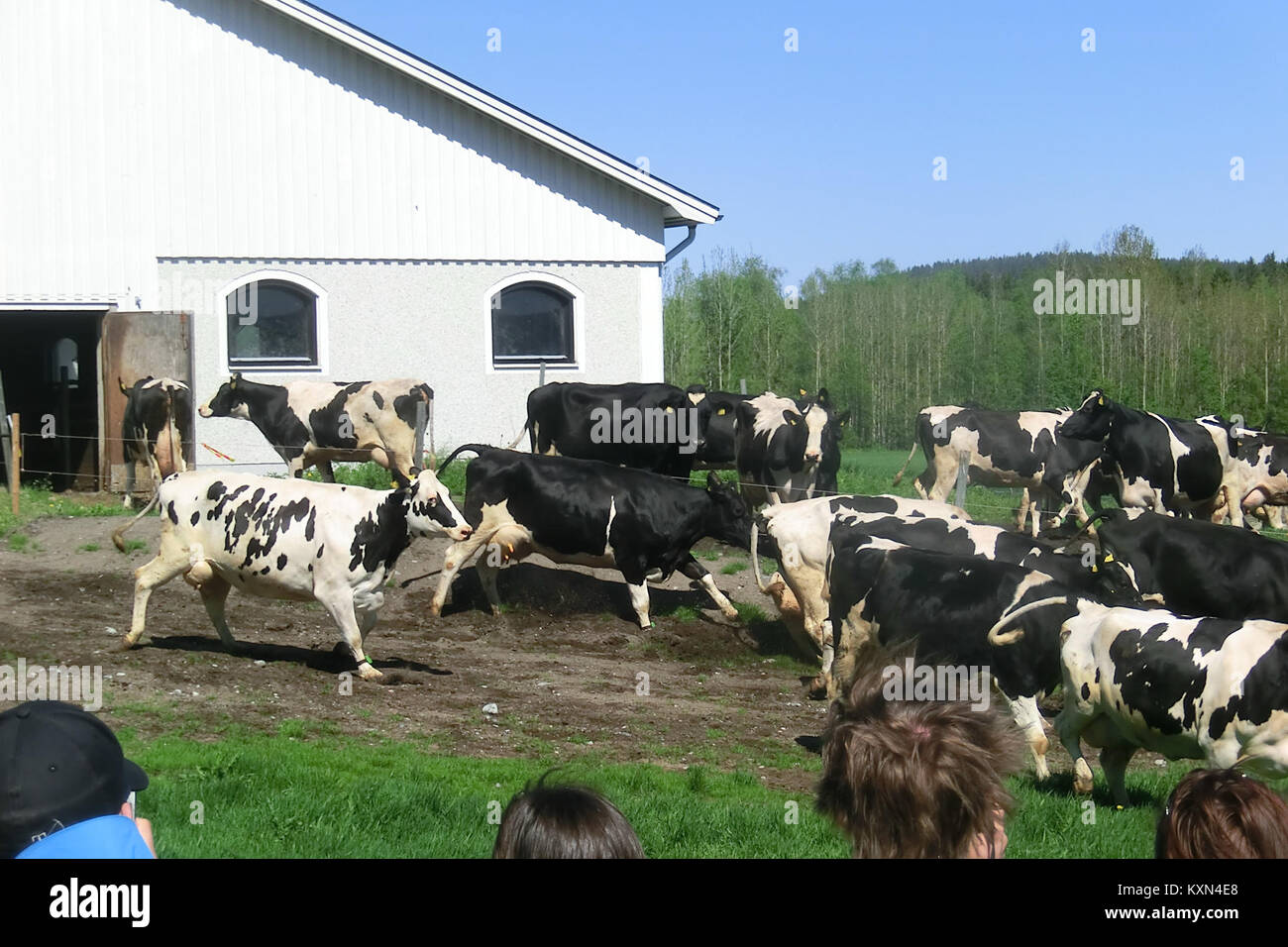 Betessläpp i Nora 6 in Svezia è una località associata all'attività agricola o pastorale locale, che illustra la vita rurale e le tradizioni della comunità. Foto Stock