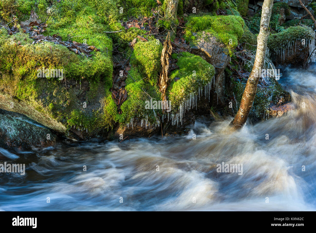 Piccoli ghiaccioli appesi da muschio verde sui massi di granito vicino al fiume impetuoso. Il fiume Braknean nella Svezia meridionale. Foto Stock