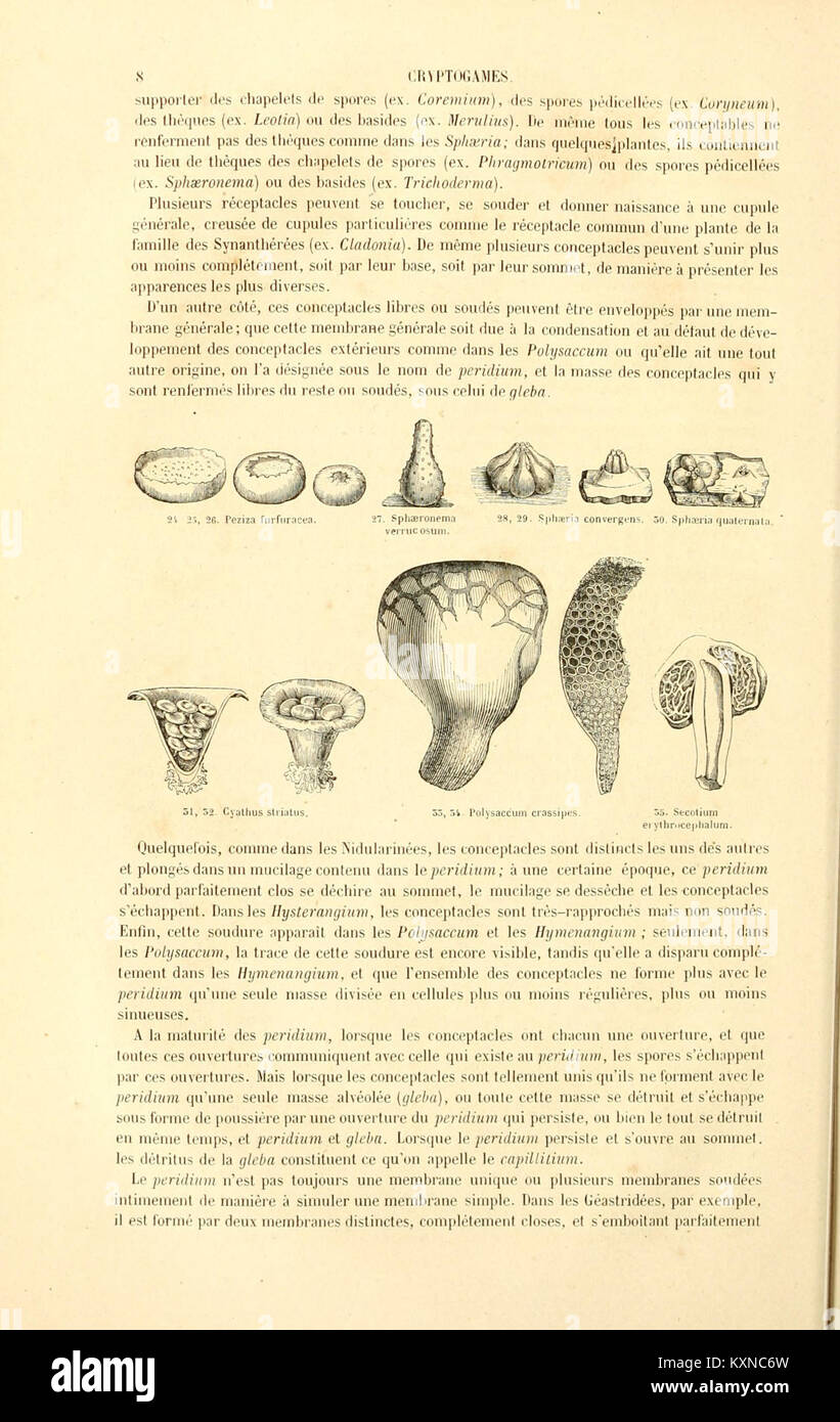 Uno studio sulle piante crittogamiche che documenta famiglie naturali, classificazioni e caratteristiche botaniche di specie di piante non fiorite. Foto Stock