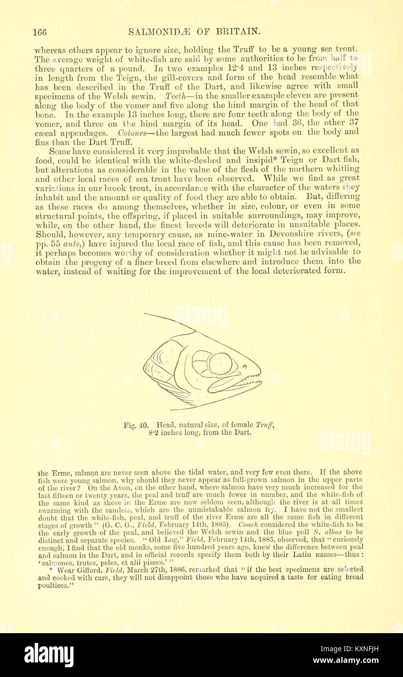 Inglesi e irlandesi di salmonidi (pagina 166, Fig. 40) BHL5615788 Foto Stock