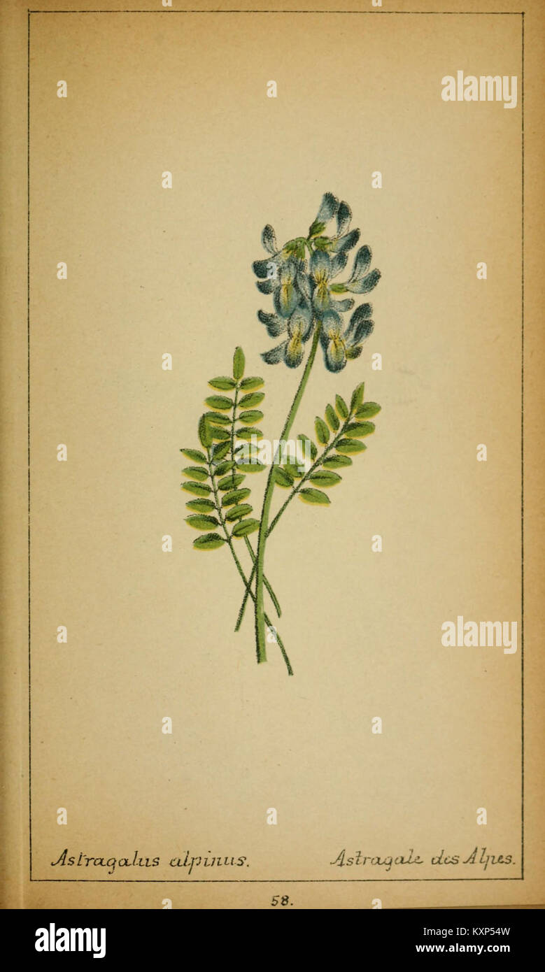 L'illustrazione raffigura piante provenienti dall'Europa centrale, concentrandosi sulla Svizzera e la Savoia, evidenziando le caratteristiche botaniche e le specie autoctone. Foto Stock