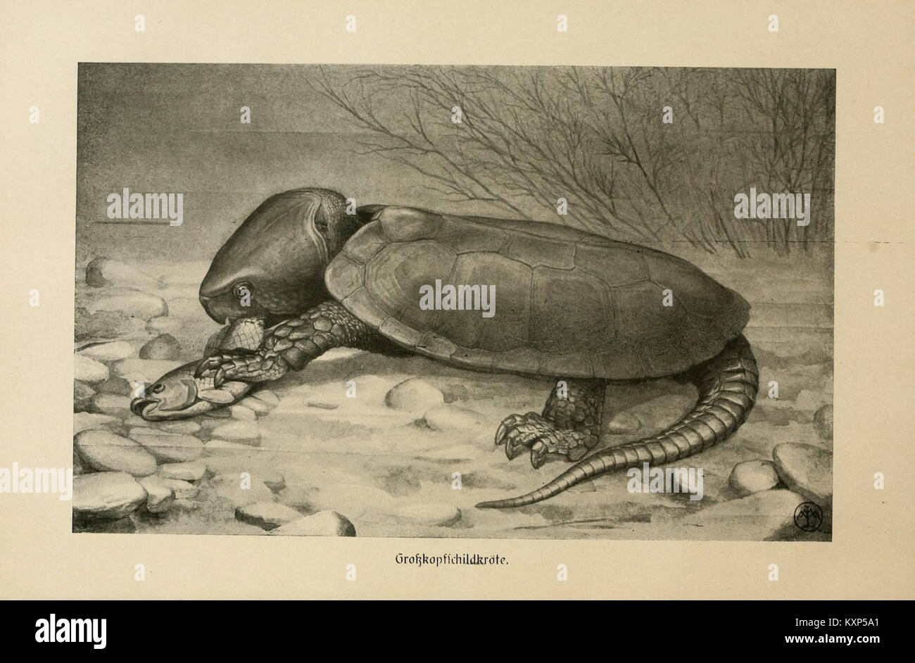 "Brehms Tierleben" è un'opera classica del naturalista Alfred Brehm. Questa illustrazione della tartaruga a testa grande (Großkopfschildkröte) fa parte di uno studio più ampio della vita animale nel XIX secolo, che mostra la diversità delle specie studiate da Brehm. Foto Stock