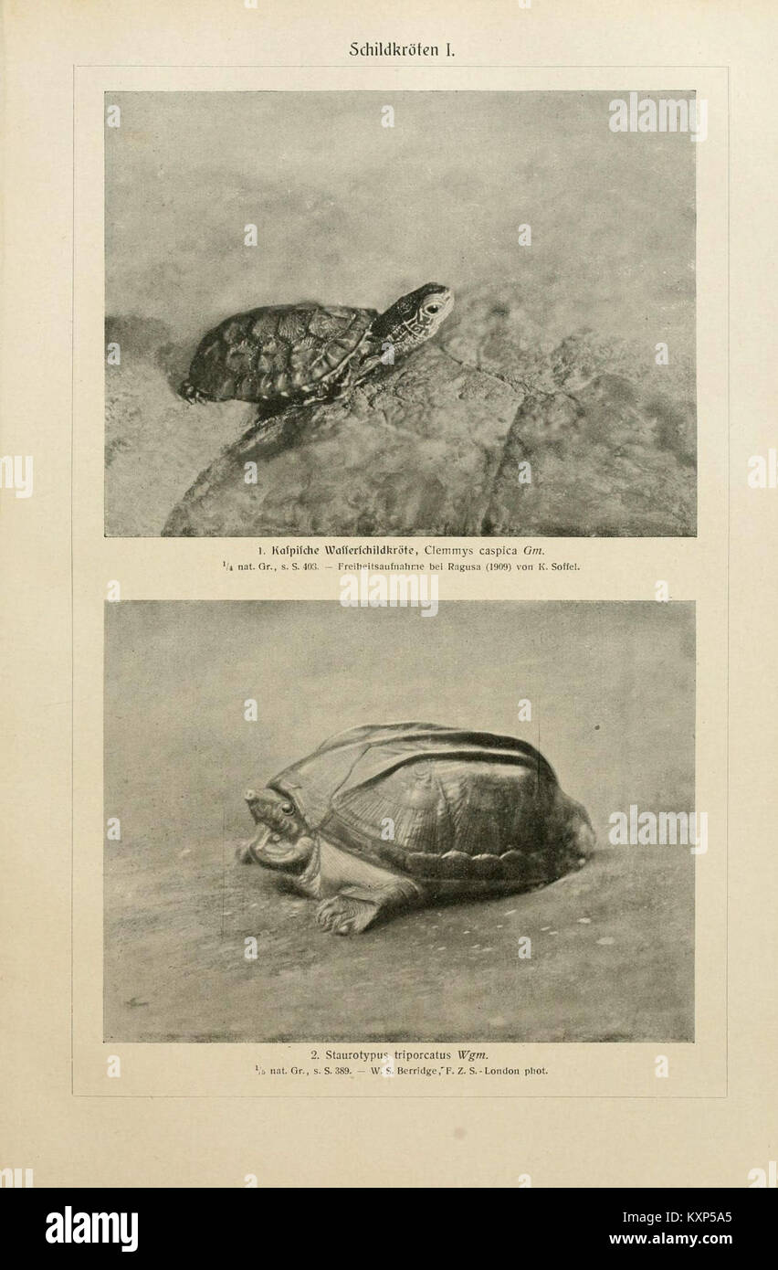 Un'illustrazione tratta dal "Tierleben" di Brehm, raffigurante tartarughe, parte di uno studio completo sulla vita animale del XIX secolo. Foto Stock