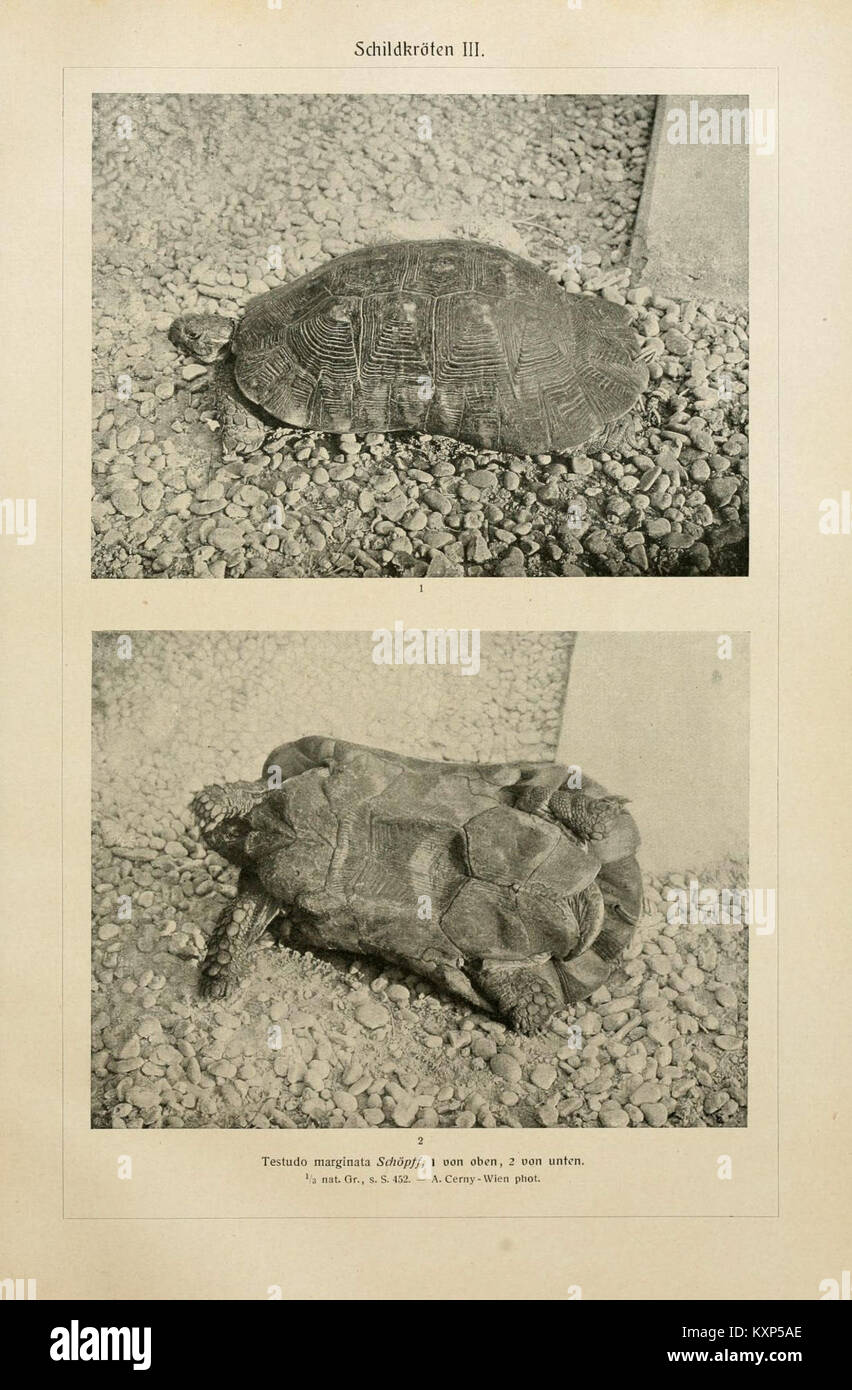 Un'illustrazione tratta da "Brehms Tierleben", raffigurante le tartarughe (Schildkröten III), una dettagliata rappresentazione scientifica e artistica della specie, parte di un più ampio lavoro di storia naturale di Alfred Brehm. Foto Stock