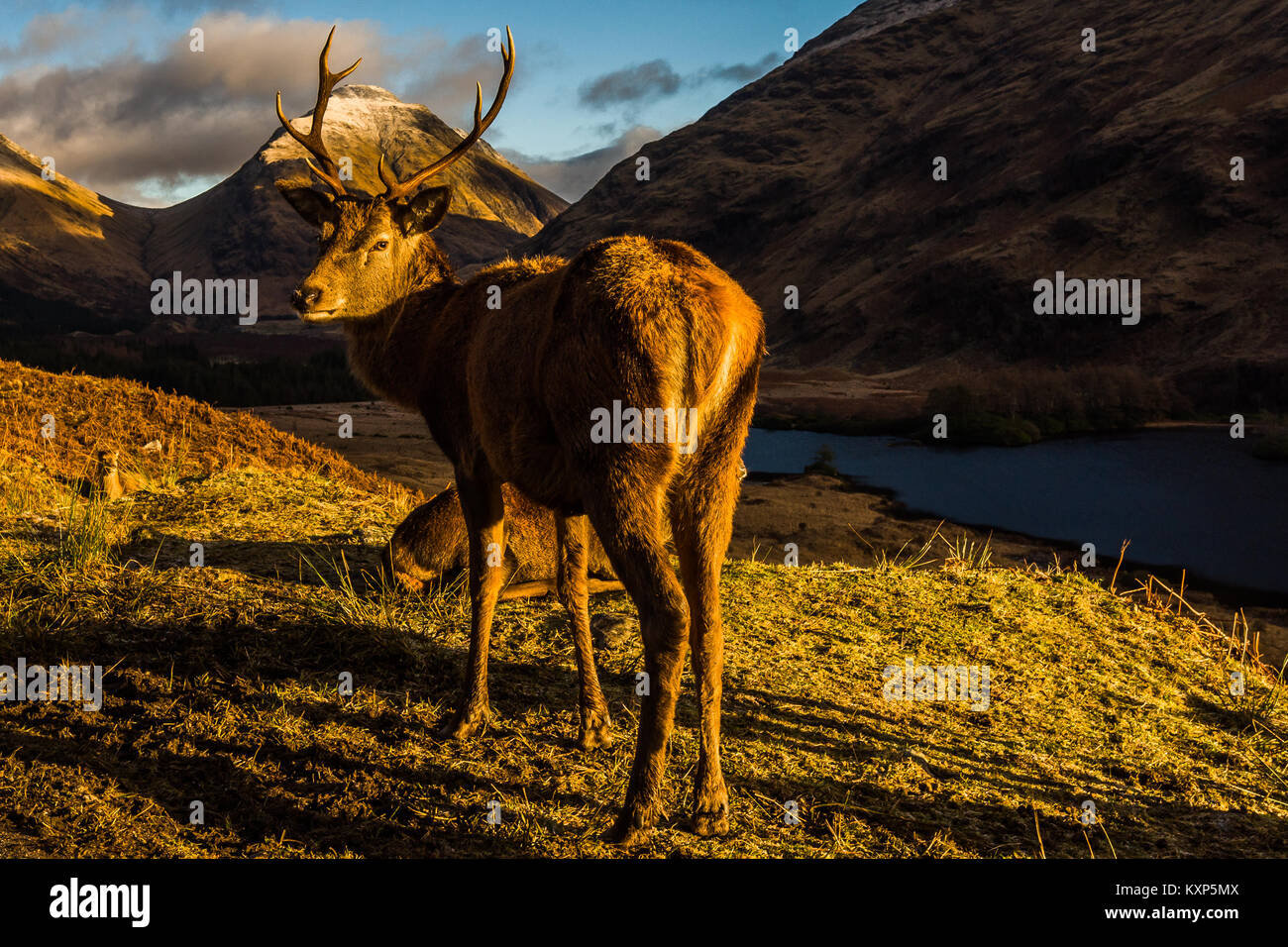 Monarca di Glen Etive Foto Stock
