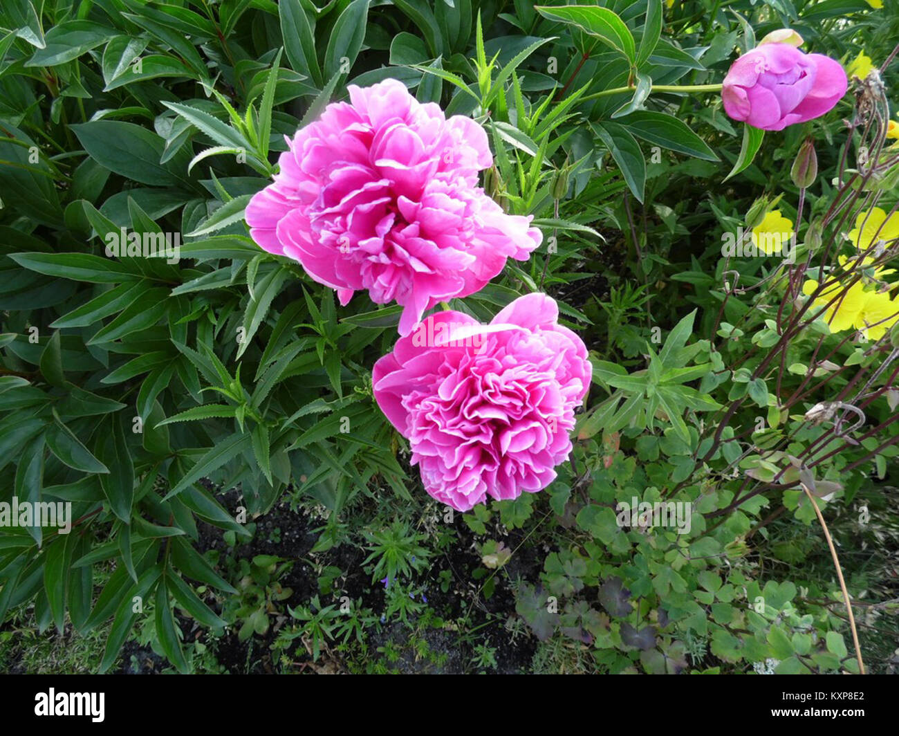 Piastra in ceramica di Bolesławiec, Polonia, con motivo AB. 110—un design di bacche rosse e punti blu con una fascia. Prodotto da Zakłady Ceramiczne Bolesławiec, noto per il gres dipinto a mano di alta qualità. Questo pezzo esemplifica l'artigianato della ceramica della regione. Foto Stock