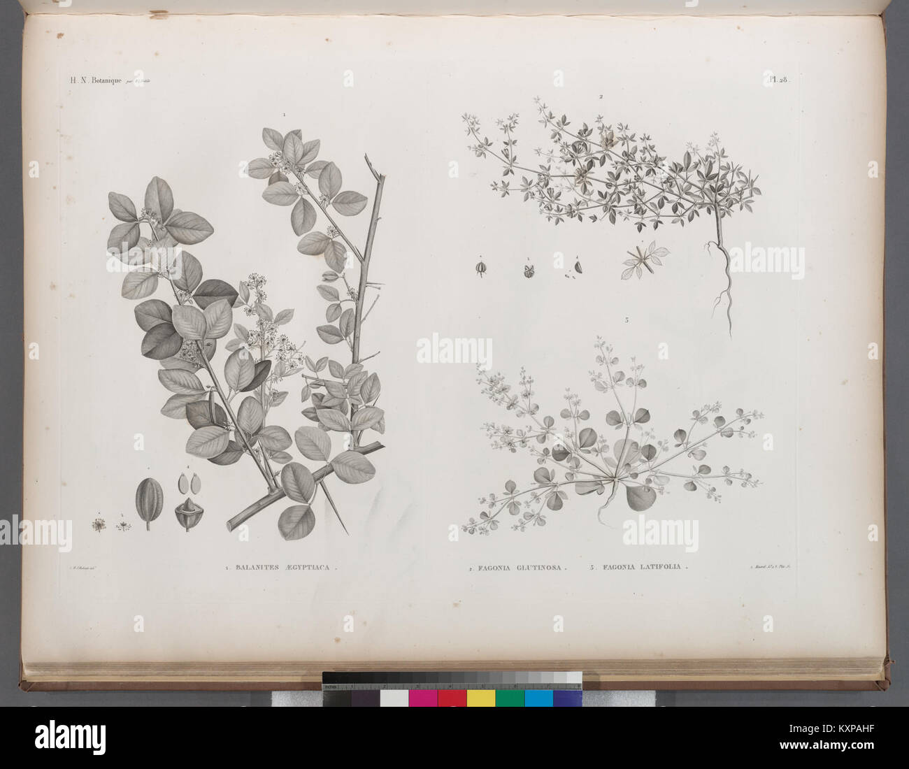 Botanique. 1. Balanites aegyptiaca; 2. Fagonia glutinosa; 3. Fagonia latifolia (NYPL b14212718-1268660) Foto Stock