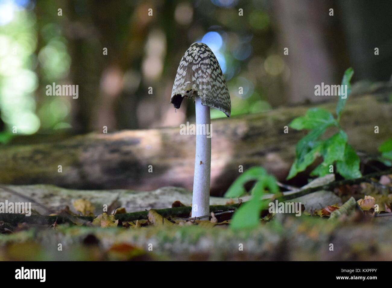 Gazza Inkcap Foto Stock