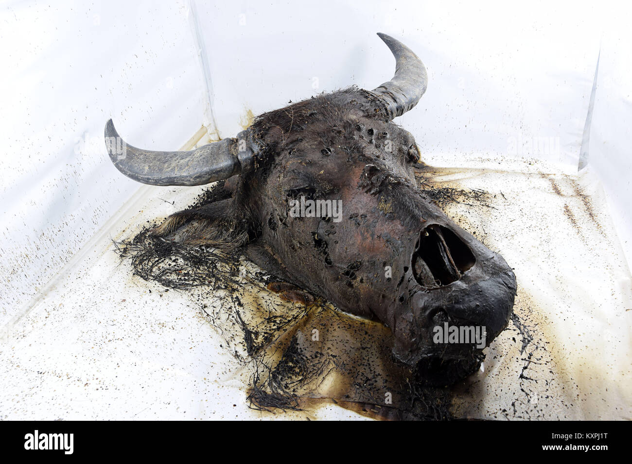 Il processo di decomposizione del bufalo d'acqua Foto Stock